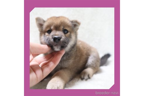 成約済の岡山県の柴犬-240871の15枚目