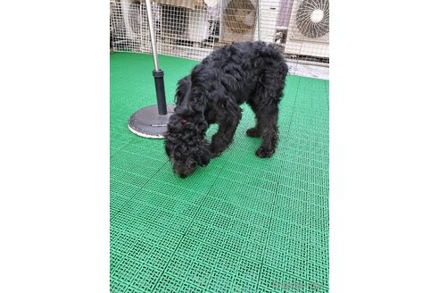 成約済の岡山県のゴールデンドゥードル:ゴールデンレトリーバー×プードル-248944の7枚目