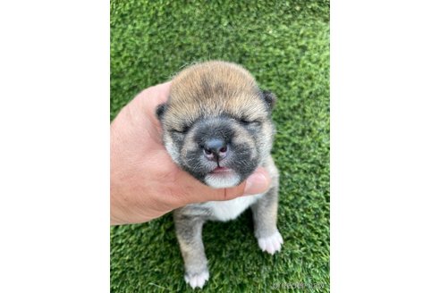 成約済の広島県の柴犬-247527の6枚目