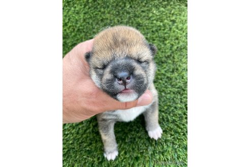 成約済の広島県の柴犬-247527の7枚目