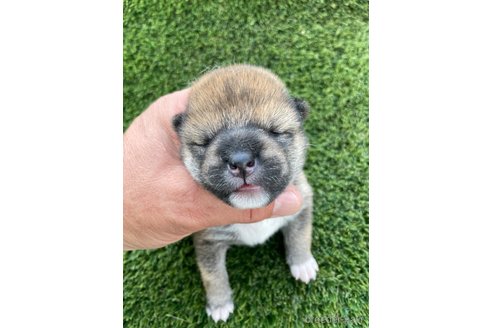 成約済の広島県の柴犬-247527の8枚目