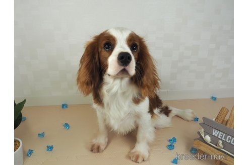 成約済の埼玉県のキャバリアキングチャールズスパニエル-247582の5枚目