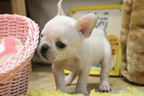 成約済の愛知県のフレンチブルドッグ-240663の20枚目