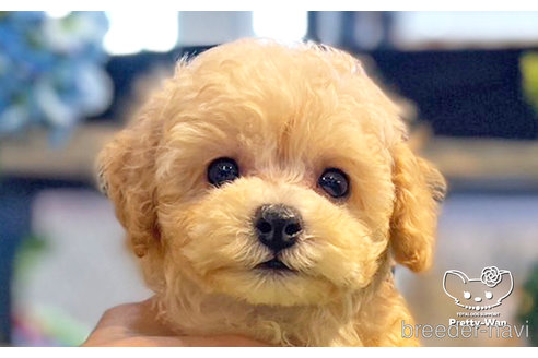 成約済の愛知県のトイプードル-246315の1枚目