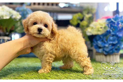 成約済の愛知県のトイプードル-246315の2枚目