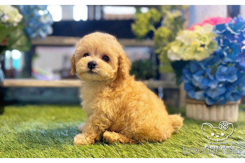 成約済の愛知県のトイプードル-246315の3枚目