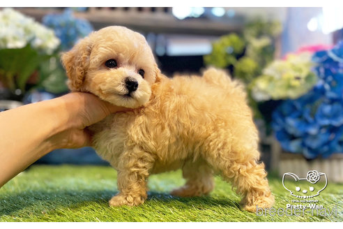 成約済の愛知県のトイプードル-246315の4枚目