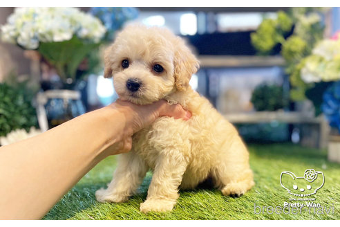 成約済の愛知県のトイプードル-246314の2枚目