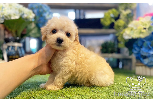 成約済の愛知県のトイプードル-246314の3枚目