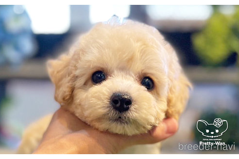 成約済の愛知県のトイプードル-246314の1枚目