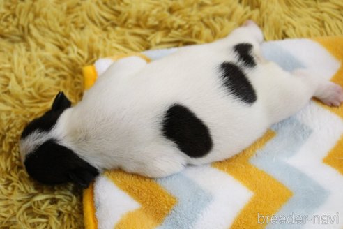 成約済の愛知県のフレンチブルドッグ-247592の68枚目