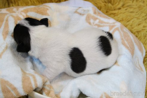 成約済の愛知県のフレンチブルドッグ-247592の62枚目