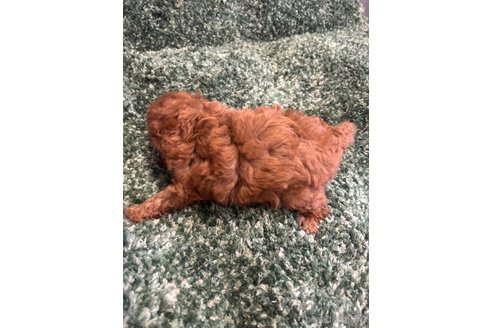 成約済の愛媛県のティーカッププードル-247601の16枚目
