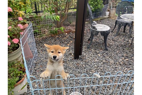 成約済の岡山県の柴犬-239385の6枚目