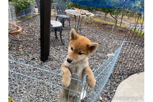 成約済の岡山県の柴犬-239385の7枚目