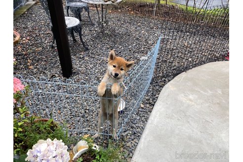 成約済の岡山県の柴犬-239385の9枚目