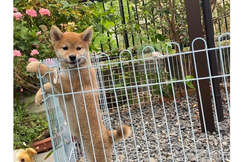 成約済の岡山県の柴犬-239385の10枚目