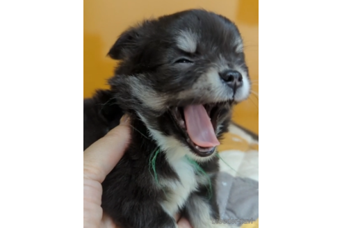 成約済の福岡県のチワワ(ロングコート)-247607の5枚目