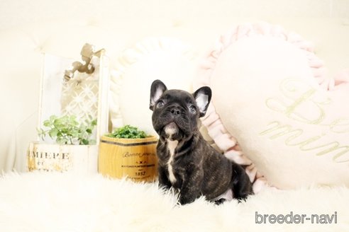 成約済の佐賀県のフレンチブルドッグ-243022の1枚目