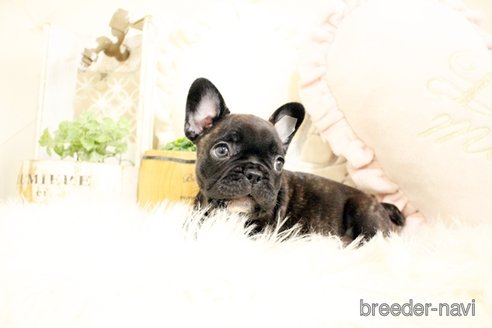 成約済の佐賀県のフレンチブルドッグ-243022の5枚目