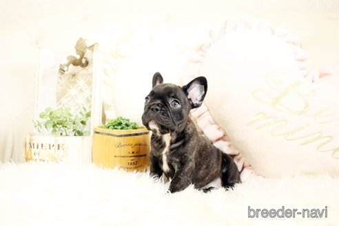 成約済の佐賀県のフレンチブルドッグ-243022の4枚目