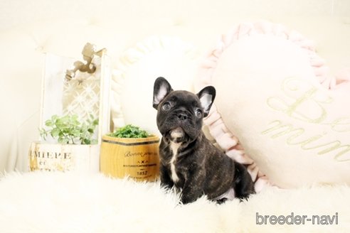 成約済の佐賀県のフレンチブルドッグ-243022の3枚目