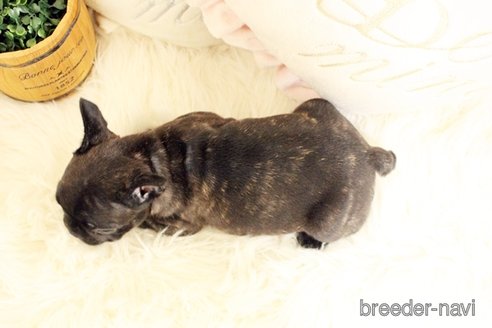 成約済の佐賀県のフレンチブルドッグ-243022の2枚目