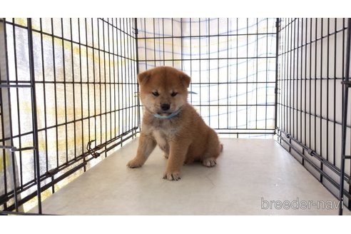 成約済の茨城県の柴犬-247630の1枚目