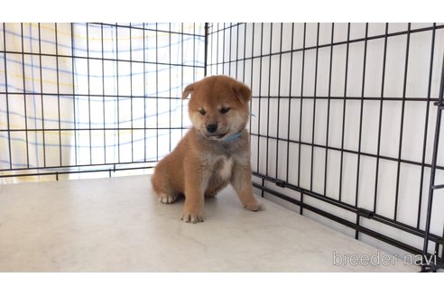 成約済の茨城県の柴犬-247630の3枚目