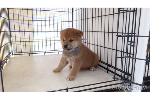 成約済の茨城県の柴犬-247630の2枚目
