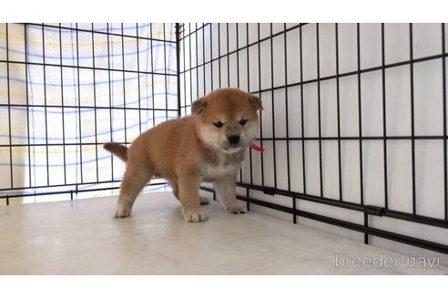 成約済の茨城県の柴犬-247634の1枚目