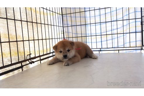 成約済の茨城県の柴犬-247634の3枚目