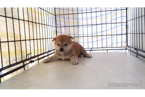 成約済の茨城県の柴犬-247634の2枚目