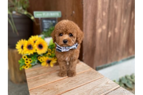 成約済の香川県のタイニープードル-239899の3枚目