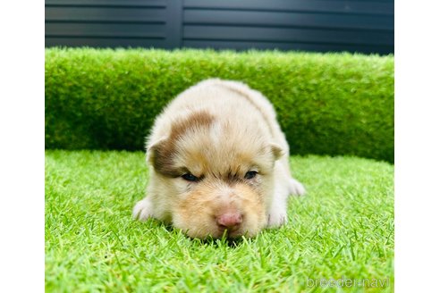 成約済の山梨県のミックス犬-246941の11枚目