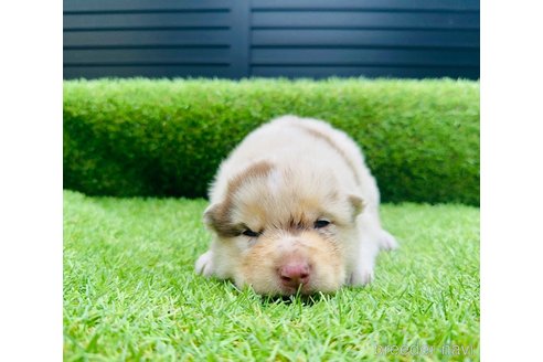 成約済の山梨県のミックス犬-246941の12枚目