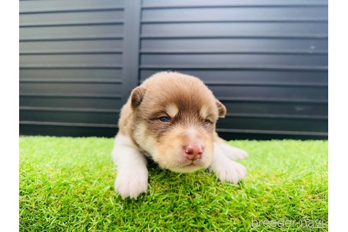 成約済の山梨県のミックス犬-246936の12枚目