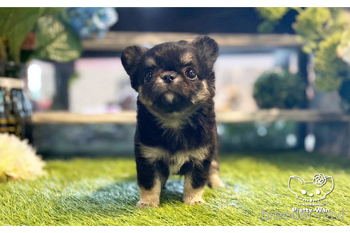 成約済の愛知県のチワワ(ロングコート)-247663の2枚目