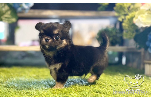 成約済の愛知県のチワワ(ロングコート)-247663の4枚目