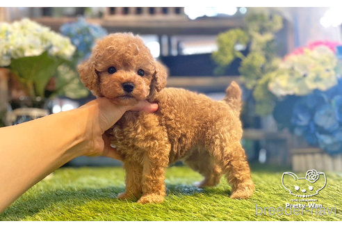 成約済の愛知県のタイニープードル-247665の4枚目