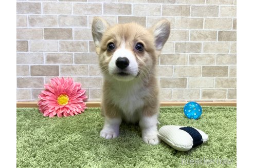 成約済の愛知県のウェルシュコーギーペンブローク-247689の2枚目