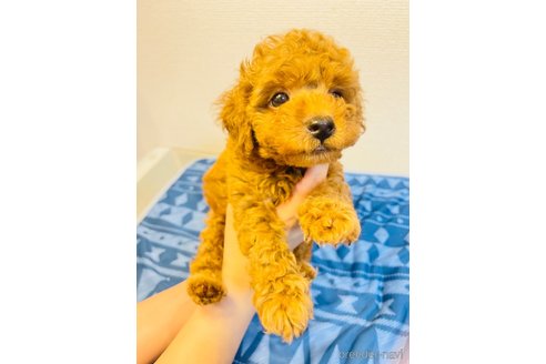 成約済の愛知県のティーカッププードル-247709の4枚目