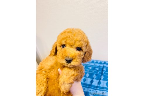 成約済の愛知県のタイニープードル-247710の3枚目