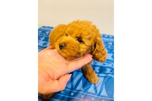 成約済の愛知県のタイニープードル-247710の4枚目