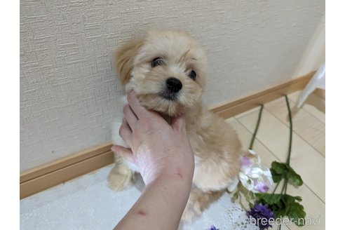 成約済の広島県のチワプー:チワワ×トイプードル-235993の13枚目