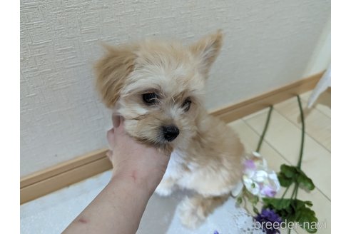 成約済の広島県のチワプー:チワワ×トイプードル-235993の11枚目