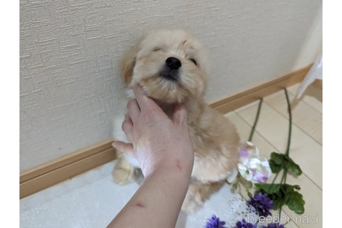 成約済の広島県のチワプー:チワワ×トイプードル-235993の12枚目