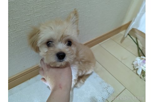 成約済の広島県のチワプー:チワワ×トイプードル-235993の10枚目