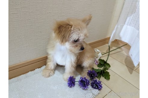 成約済の広島県のチワプー:チワワ×トイプードル-235993の4枚目