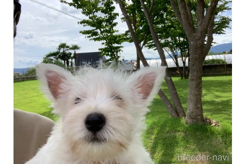 成約済の岐阜県のウエストハイランドホワイトテリア(ウエスティ)-239308